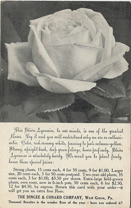 Rose 'Gloire Lyonnaise' (Guillot, 1884).